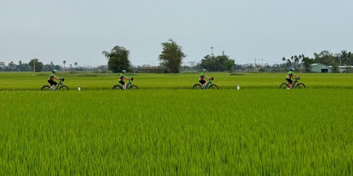 Cyclists from side going through ricefields